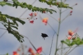 grenada, caribbean, west indie-077